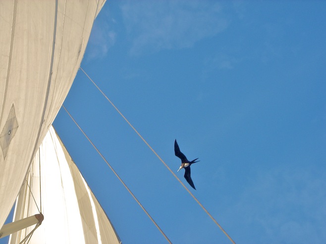 NZ Bird